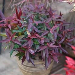 Leucothoe 'Burning Love' 16 Leucothoe 'Burning Love' -Yougarden Shop 511058 6