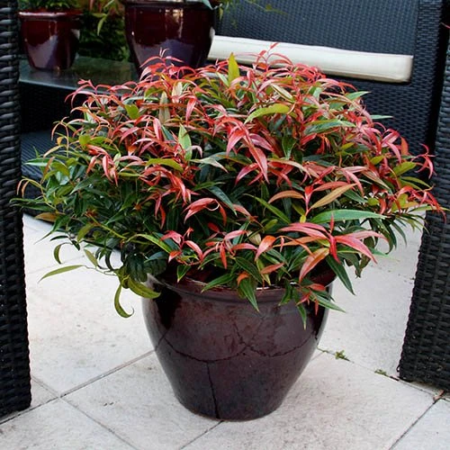 Leucothoe 'Burning Love' 10 Leucothoe 'Burning Love' - Image 8