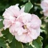 Hibiscus 'Sugar Tip' -Yougarden Shop 511073