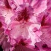 Rhododendron Cosmopolitan -Yougarden Shop 511094
