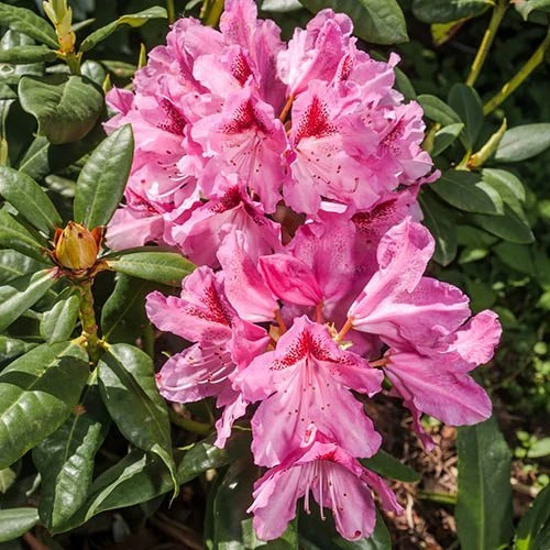 Rhododendron Cosmopolitan 4 Rhododendron Cosmopolitan - Image 2