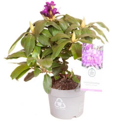 Rhododendron 'Marcel Menard' -Yougarden Shop 511095 2