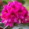 Rhododendron 'Nova Zembla' -Yougarden Shop 511096