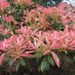 Pieris Collection -Yougarden Shop 511126 2