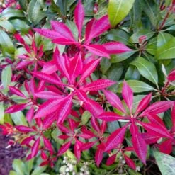 Pieris Collection -Yougarden Shop 511126 3