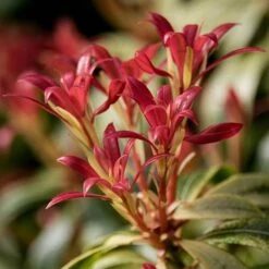 Pieris Collection -Yougarden Shop 511126 4