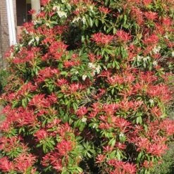 Pieris Collection -Yougarden Shop 511126 5