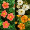 Potentilla Collection -Yougarden Shop 511139