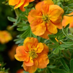 Potentilla Collection 11 Potentilla Collection -Yougarden Shop 511139 2