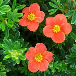 Potentilla Collection 12 Potentilla Collection -Yougarden Shop 511139 3