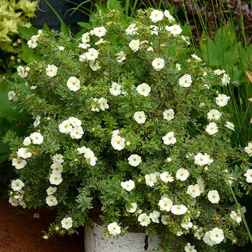 Potentilla Collection 7 Potentilla Collection - Image 5