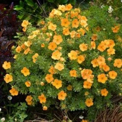 Potentilla Collection 14 Potentilla Collection -Yougarden Shop 511139 5