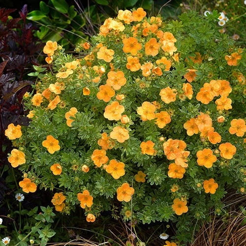 Potentilla Collection 8 Potentilla Collection - Image 6