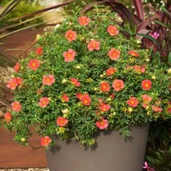 Potentilla Collection 15 Potentilla Collection -Yougarden Shop 511139 6