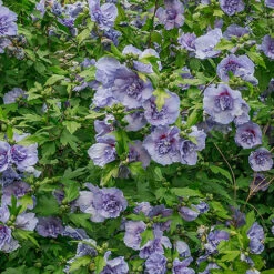 Double Flowered 'Chiffon' Hibiscus Collection -Yougarden Shop 511167 2