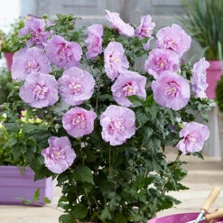 Double Flowered 'Chiffon' Hibiscus Collection -Yougarden Shop 511167 3