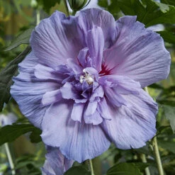 Double Flowered 'Chiffon' Hibiscus Collection -Yougarden Shop 511167 5