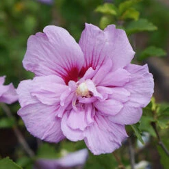 Double Flowered 'Chiffon' Hibiscus Collection -Yougarden Shop 511167 6