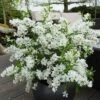 Exochorda Racemosa 'Niagara' -Yougarden Shop 511240