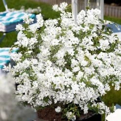 Exochorda Racemosa 'Niagara' 9 Exochorda Racemosa 'Niagara' -Yougarden Shop 511240 3