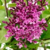 Syringa Bloomerang 'Dark Purple' -Yougarden Shop 511248