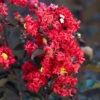 Lagerstroemia Indica 'Crimson Red Black Diamond'