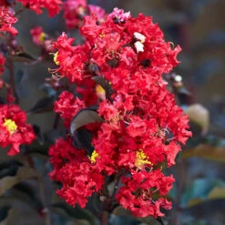 Lagerstroemia Indica 'Crimson Red Black Diamond'