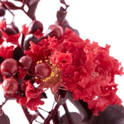 Lagerstroemia Indica 'Crimson Red Black Diamond' -Yougarden Shop 511250 2