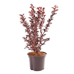 Lagerstroemia Indica 'Crimson Red Black Diamond' -Yougarden Shop 511250 3