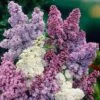 Syringa Vulgaris, Lilac Tricolor -Yougarden Shop 511257