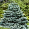 Picea Pungens 'Super Blue' -Yougarden Shop 511304