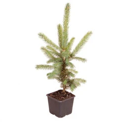 Picea Pungens 'Super Blue' 8 Picea Pungens 'Super Blue' -Yougarden Shop 511304 2