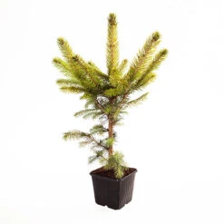 Picea Pungens 'Super Blue' 9 Picea Pungens 'Super Blue' -Yougarden Shop 511304 3