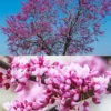 Cercis Collection -Yougarden Shop 511321