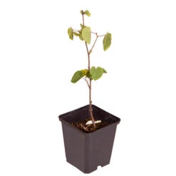 Cercis Collection -Yougarden Shop 511321 3
