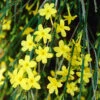 Winter Jasmine 'Jasminum Nudiflorum' -Yougarden Shop 511331