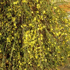Winter Jasmine 'Jasminum Nudiflorum' -Yougarden Shop 511331 2