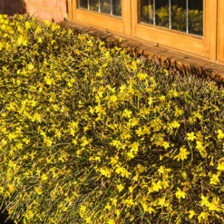 Winter Jasmine 'Jasminum Nudiflorum' -Yougarden Shop 511331 3