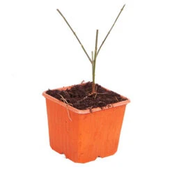 Winter Jasmine 'Jasminum Nudiflorum' -Yougarden Shop 511331 4