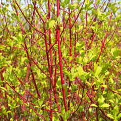 Cornus 'Midwinter Fire' -Yougarden Shop 511360 2