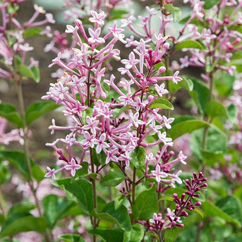 Syringa 'Boomerang Pink Perfume' In A 13cm Pot 3 Syringa 'Boomerang Pink Perfume' In A 13cm Pot