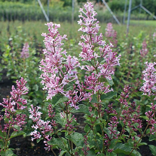 Syringa 'Boomerang Pink Perfume' In A 13cm Pot 4 Syringa 'Boomerang Pink Perfume' In A 13cm Pot - Image 2