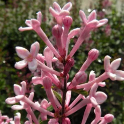 Syringa 'Boomerang Pink Perfume' In A 13cm Pot 7 Syringa 'Boomerang Pink Perfume' In A 13cm Pot -Yougarden Shop 511362 2