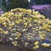 Edgeworthia Chrysantha Grandiflora 'Paper Bush' 3L
