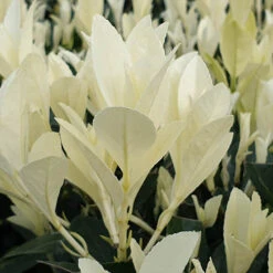 Euonymus 'Himalaya' 9 Euonymus 'Himalaya' -Yougarden Shop 511383 3