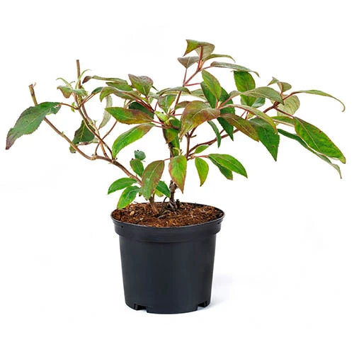 Hydrangea Villosa Velvet And Lace 4 Hydrangea Villosa Velvet And Lace - Image 2