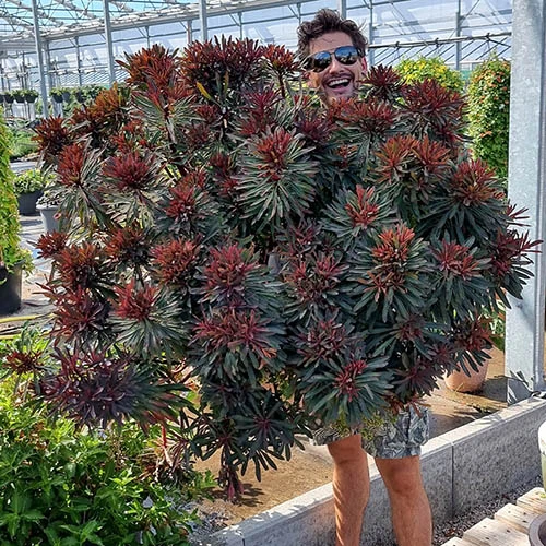 Euphorbia Miner's Merlot 9cm X 3 4 Euphorbia Miner's Merlot 9cm X 3 - Image 2