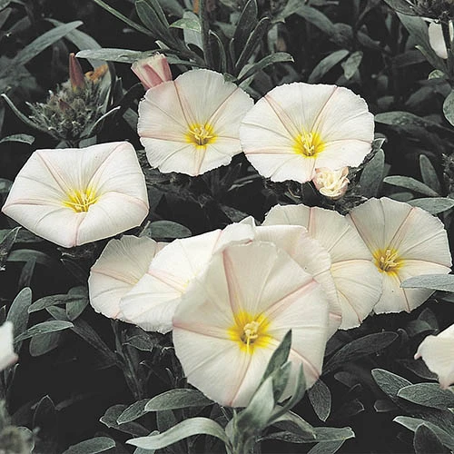 Silverbush 3 Silverbush