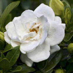 Gardenia Collection -Yougarden Shop 511452 2