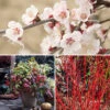 All Year Interest Shrubs -Yougarden Shop 511454